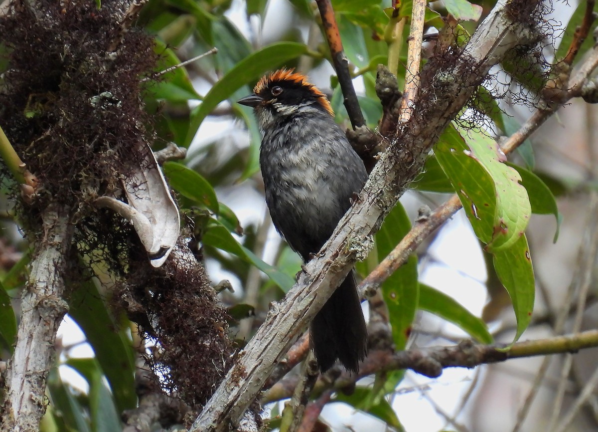 Slaty Brushfinch - ML503465211