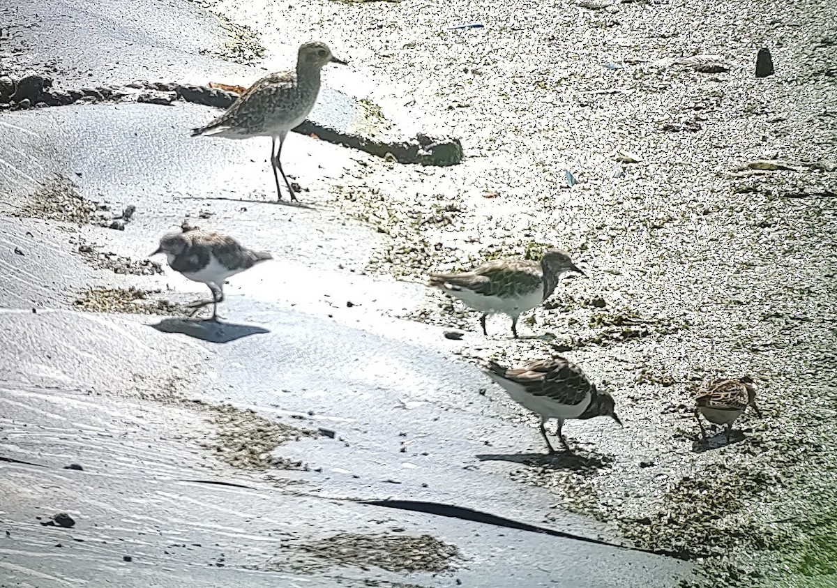 Pacific Golden-Plover - Lance Tanino