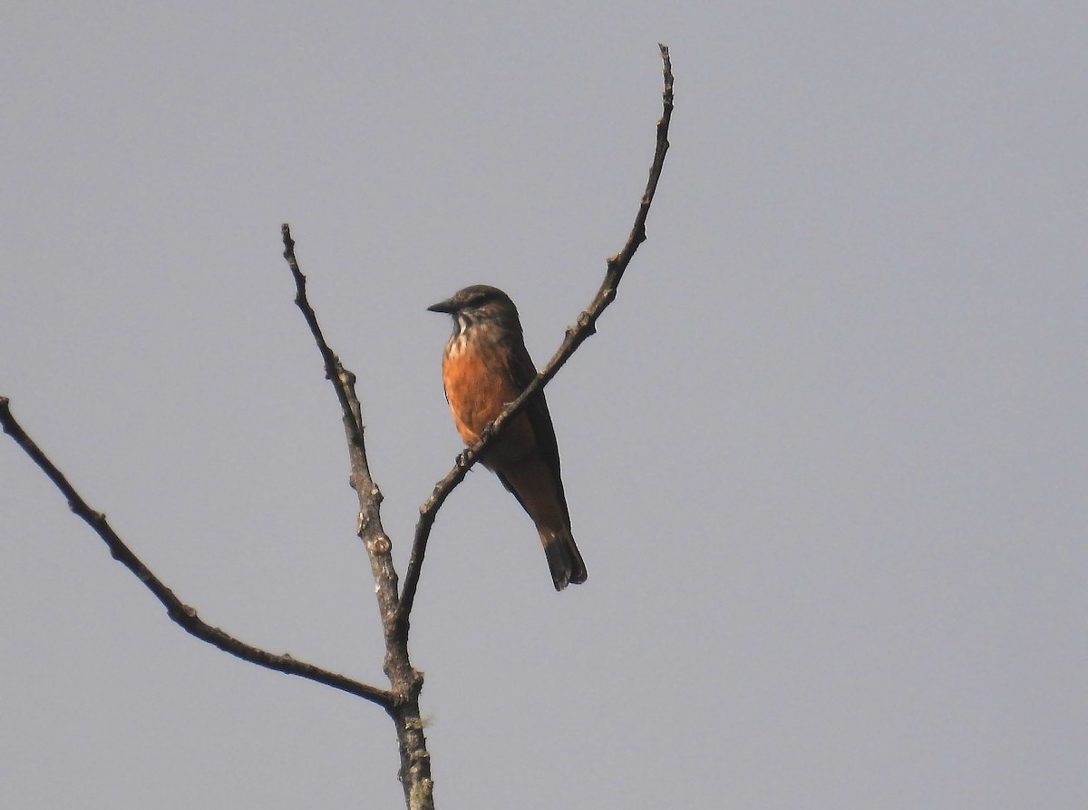 Streak-throated Bush-Tyrant - ML503466201