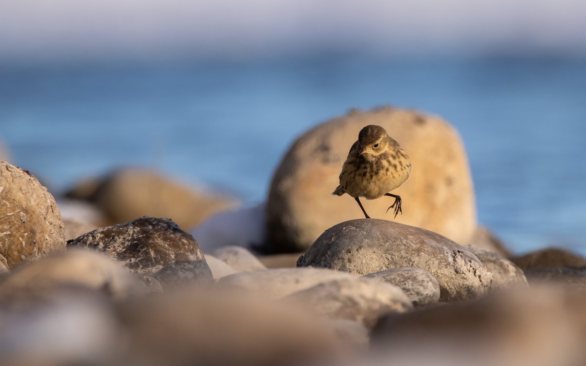 Pipit d'Amérique - ML503466681