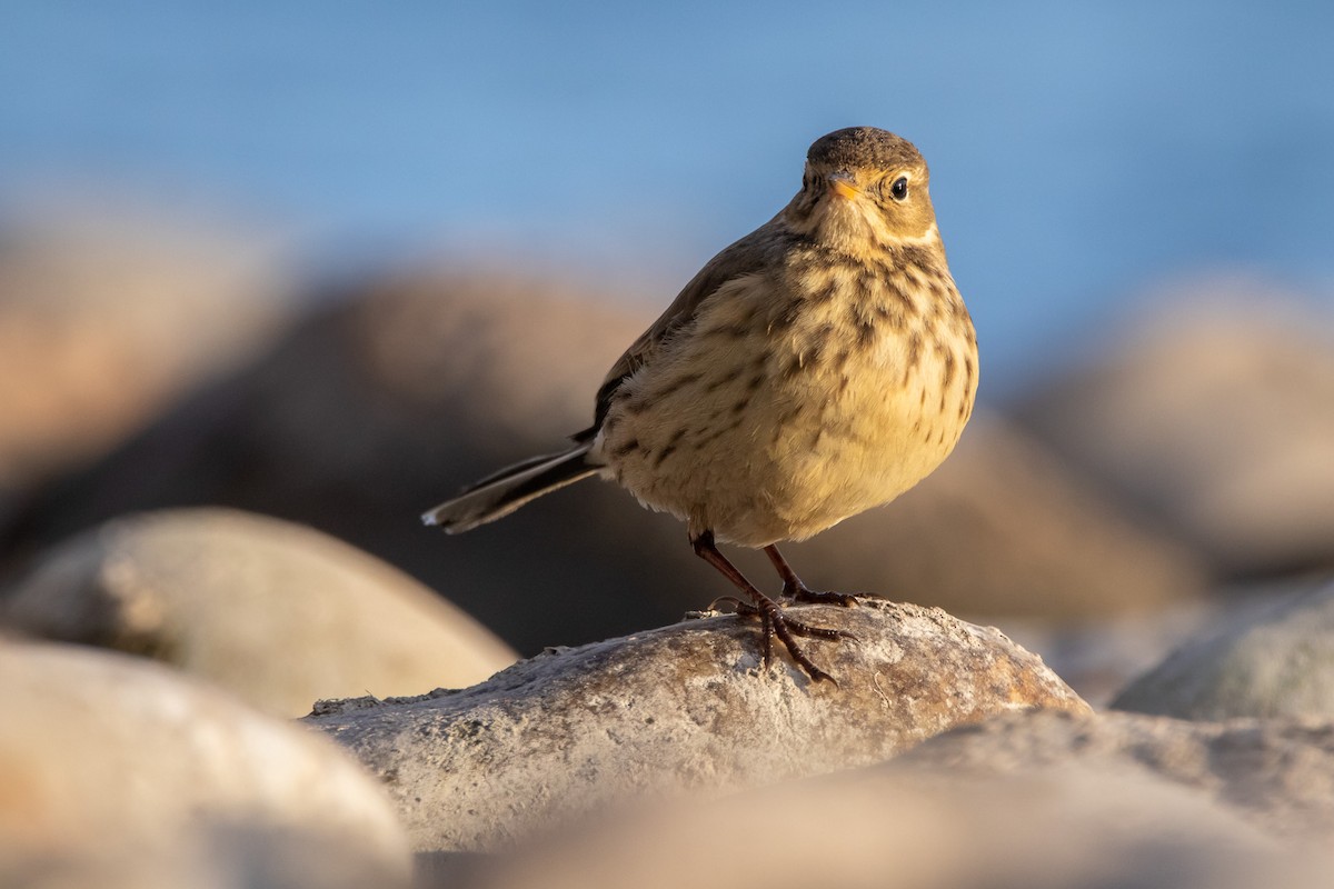 Pipit d'Amérique - ML503466691