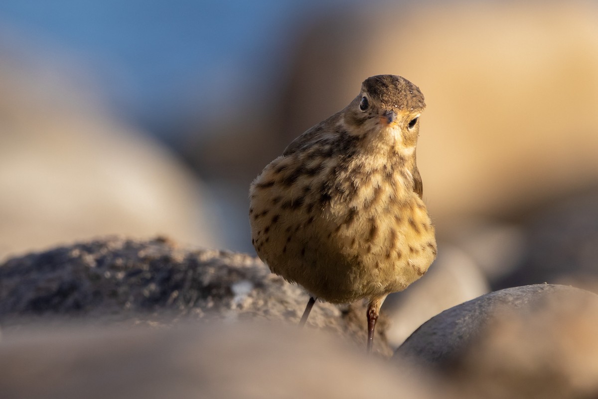 American Pipit - Rain Saulnier