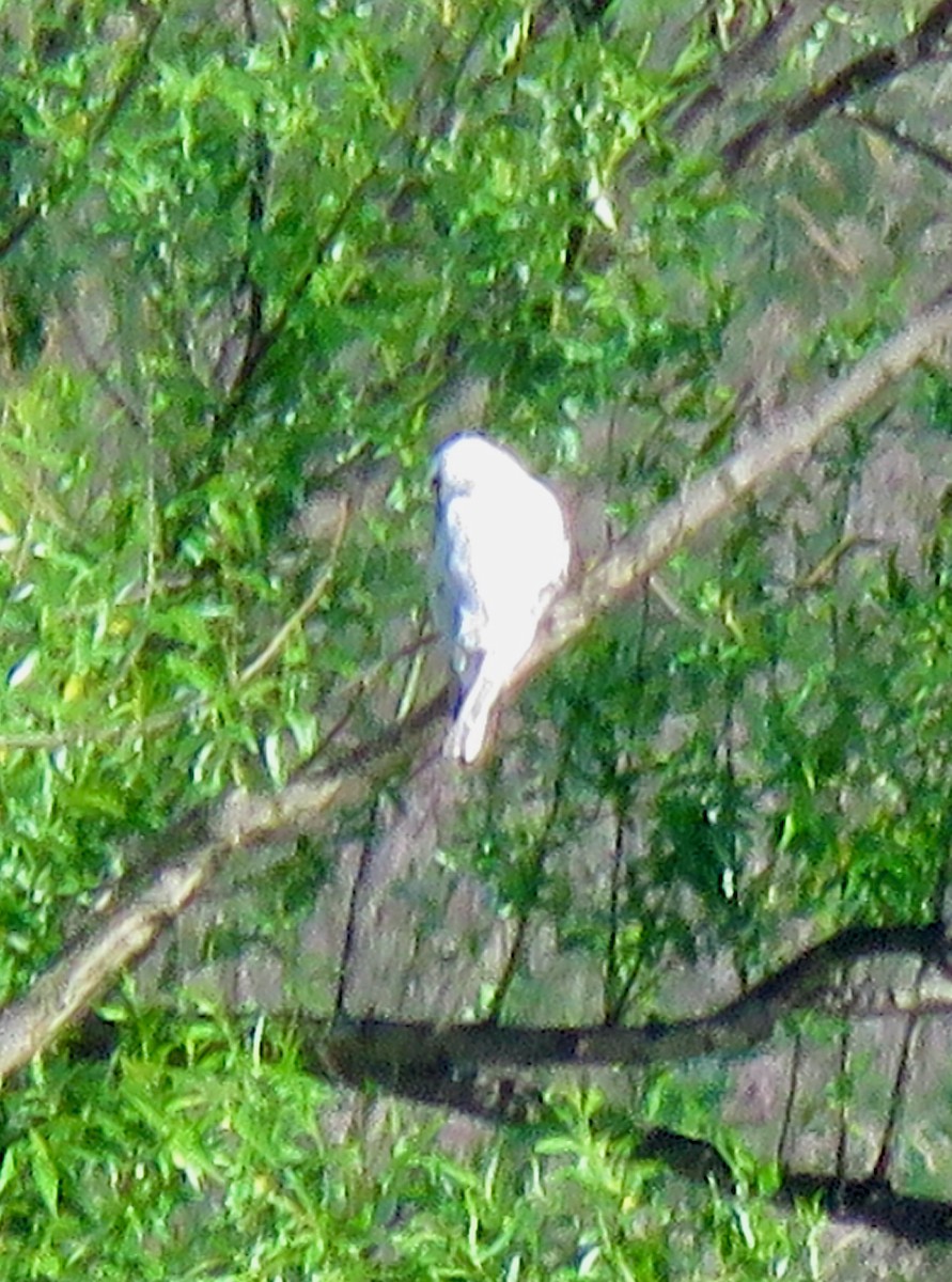 Black-shouldered Kite - Tony Willis