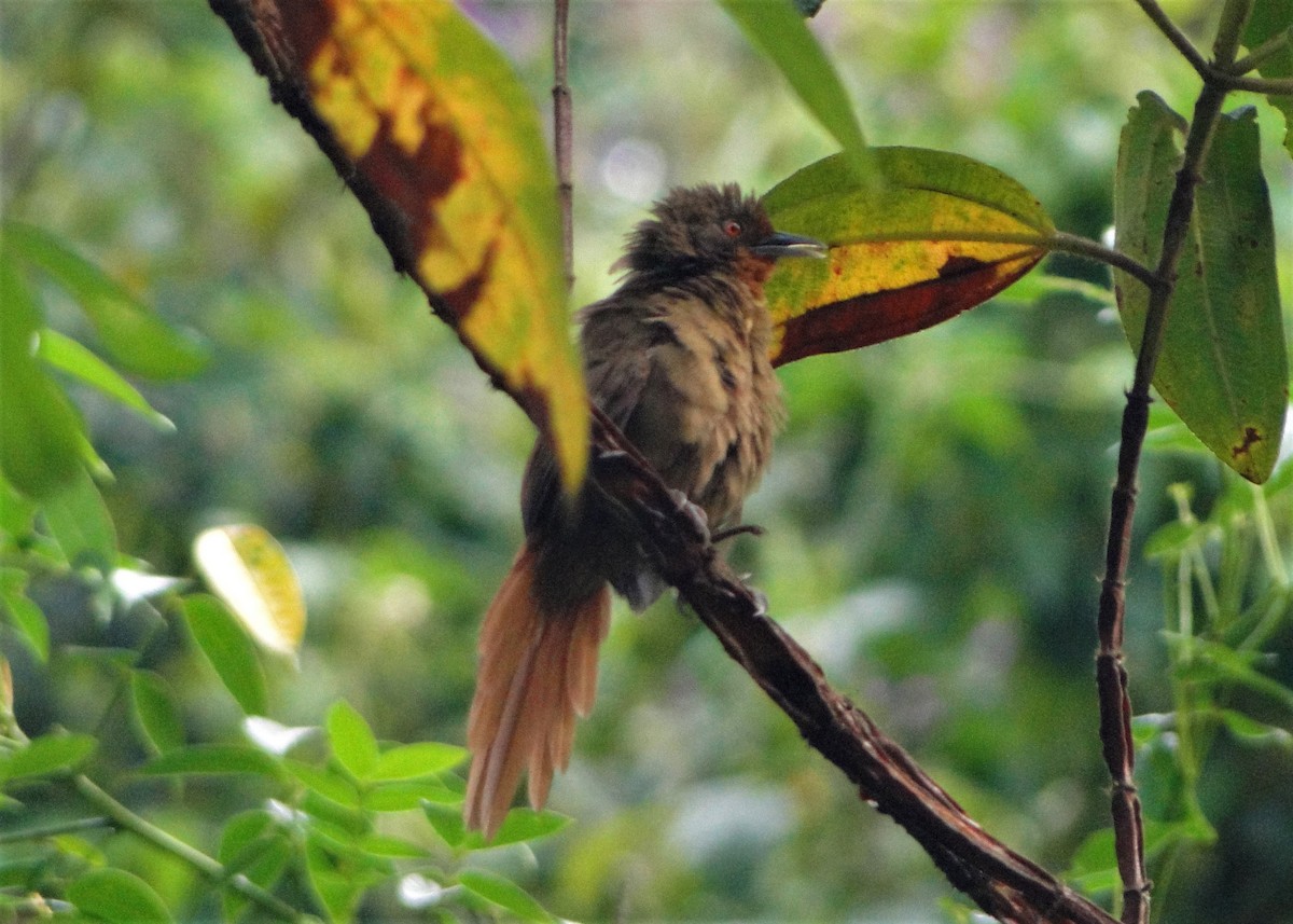 Orange-eyed Thornbird - ML50346851