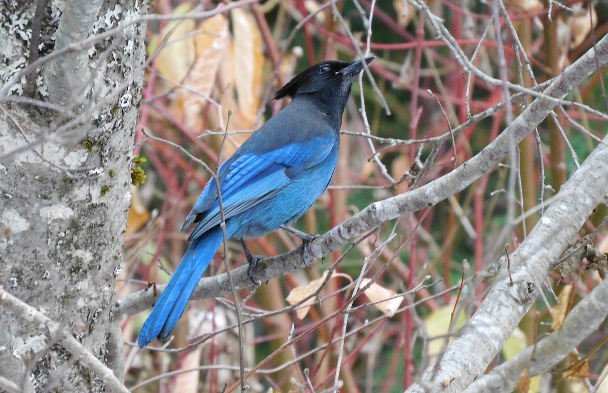 Steller's Jay (Northwest Interior) - ML503468561