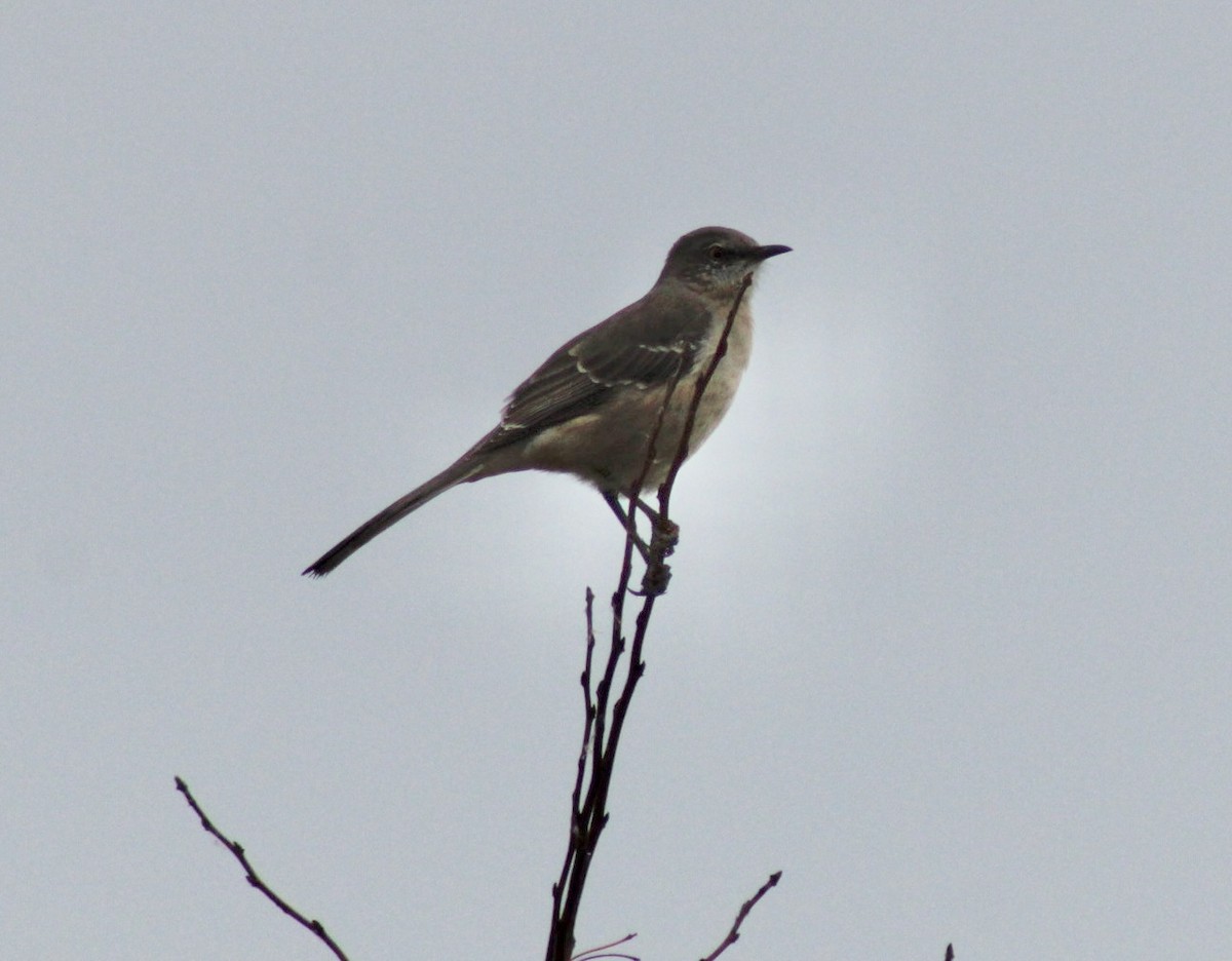 Northern Mockingbird - ML503469991