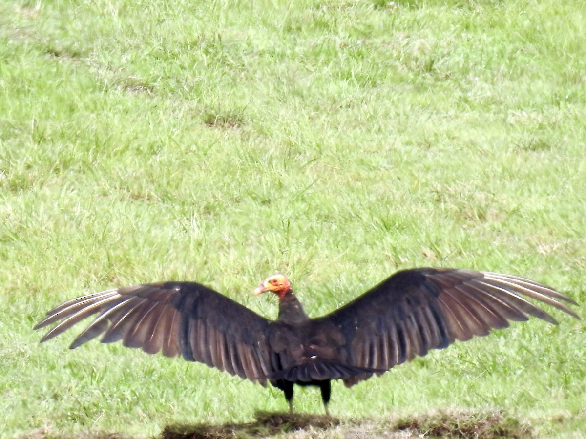 Lesser Yellow-headed Vulture - ML503470051