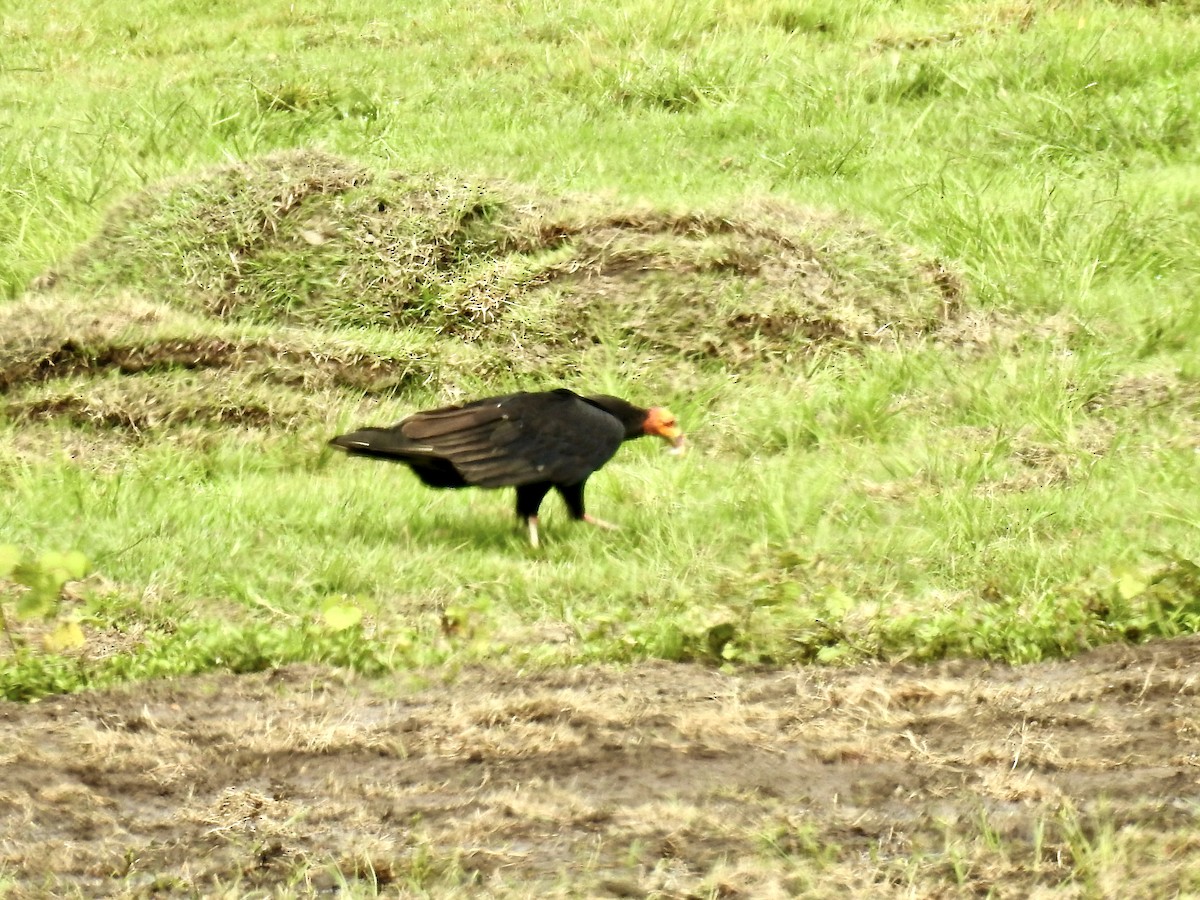 Lesser Yellow-headed Vulture - ML503470061