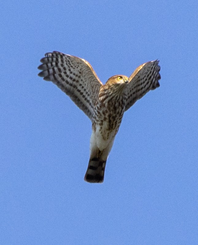Sharp-shinned Hawk - ML503471041
