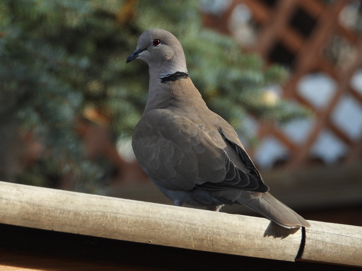 Eurasian Collared-Dove - Jeff Percell