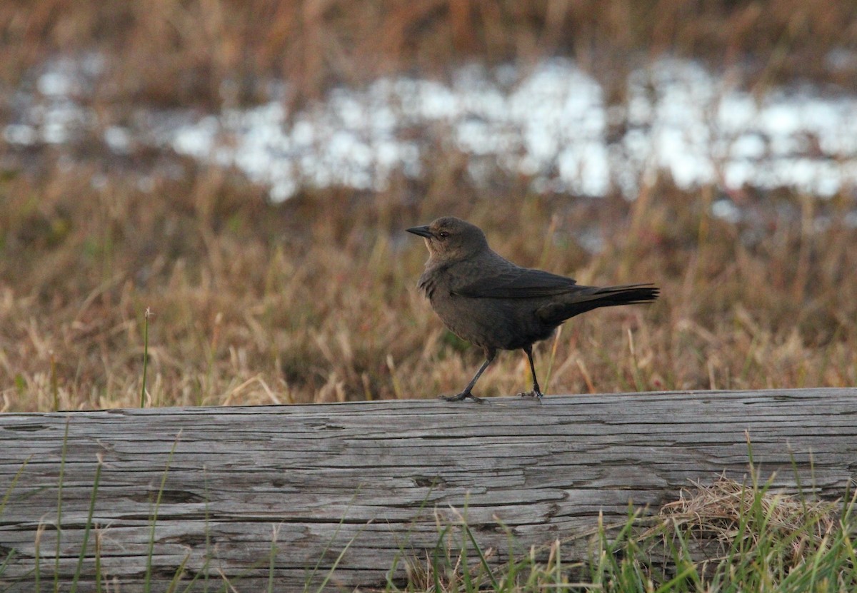 Brewer's Blackbird - Keith Leonard