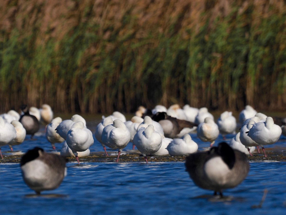 Snow Goose - ML503472171