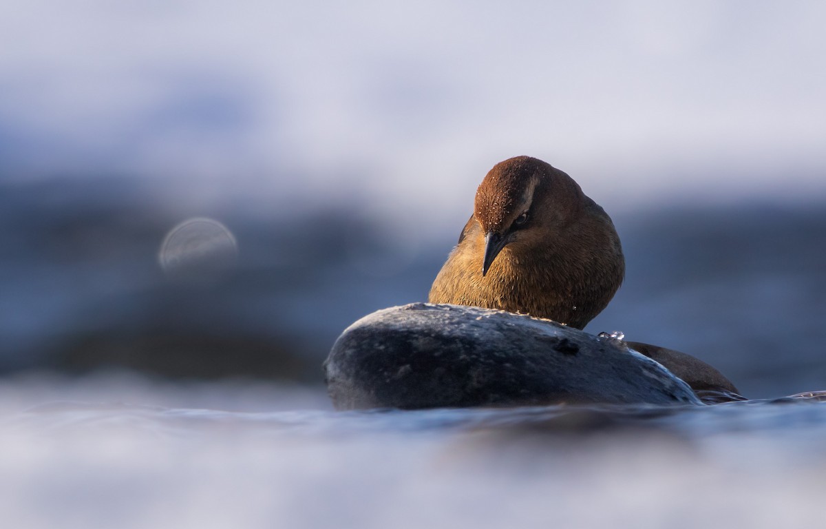 Rusty Blackbird - ML503472221