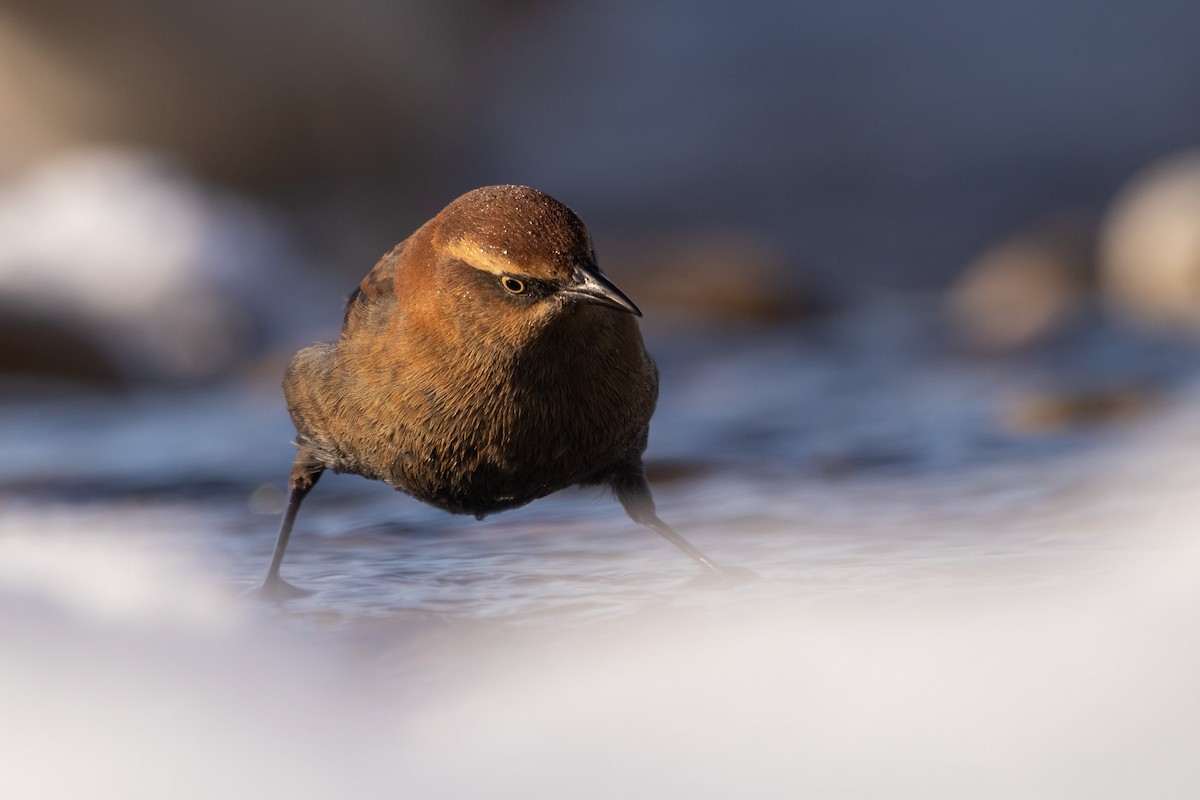 Rusty Blackbird - ML503472251