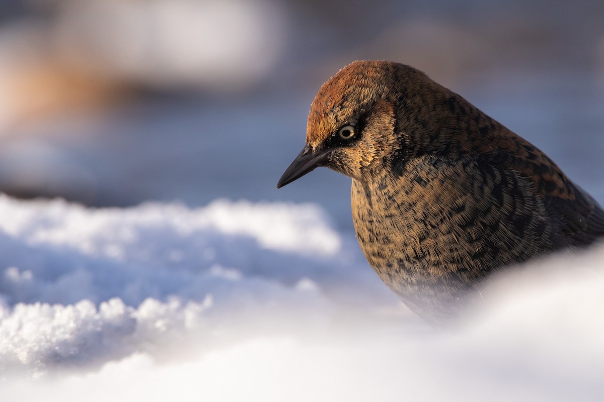 Rusty Blackbird - ML503472261