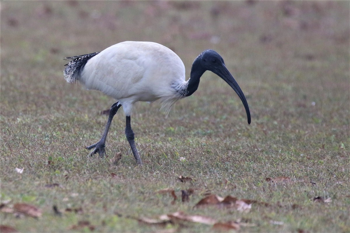ibis australský - ML503472501