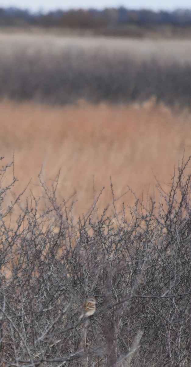 American Tree Sparrow - Larry Langstaff