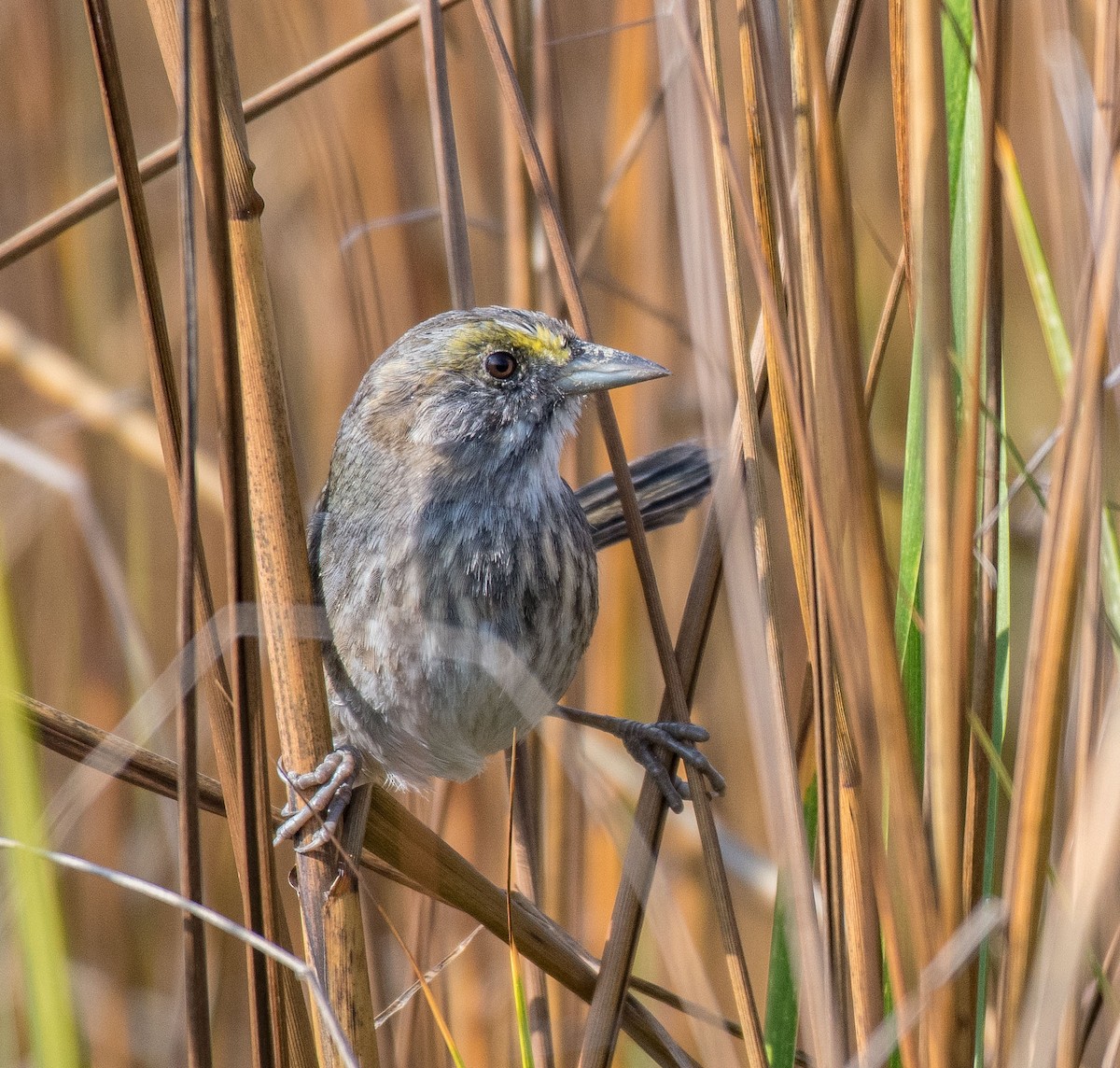 Seaside Sparrow - ML503475461