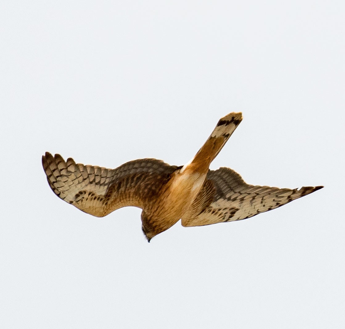 Northern Harrier - Liling Warren