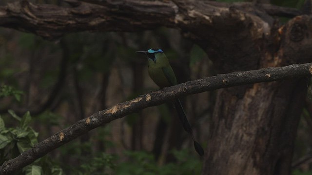 Motmot caraïbe - ML503476151