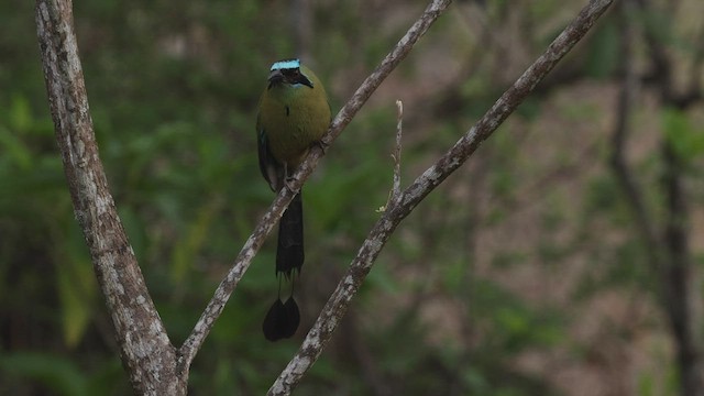 Rötelbauchmotmot - ML503476271