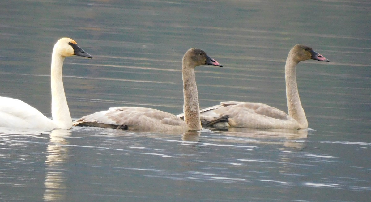 Trumpeter Swan - ML503476901