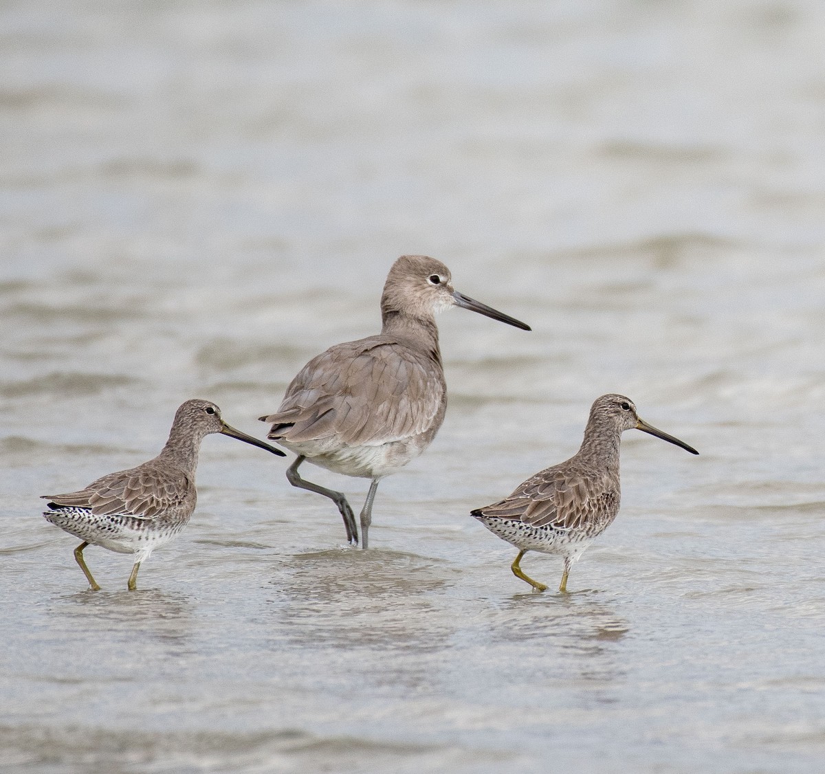 Willet - Liling Warren