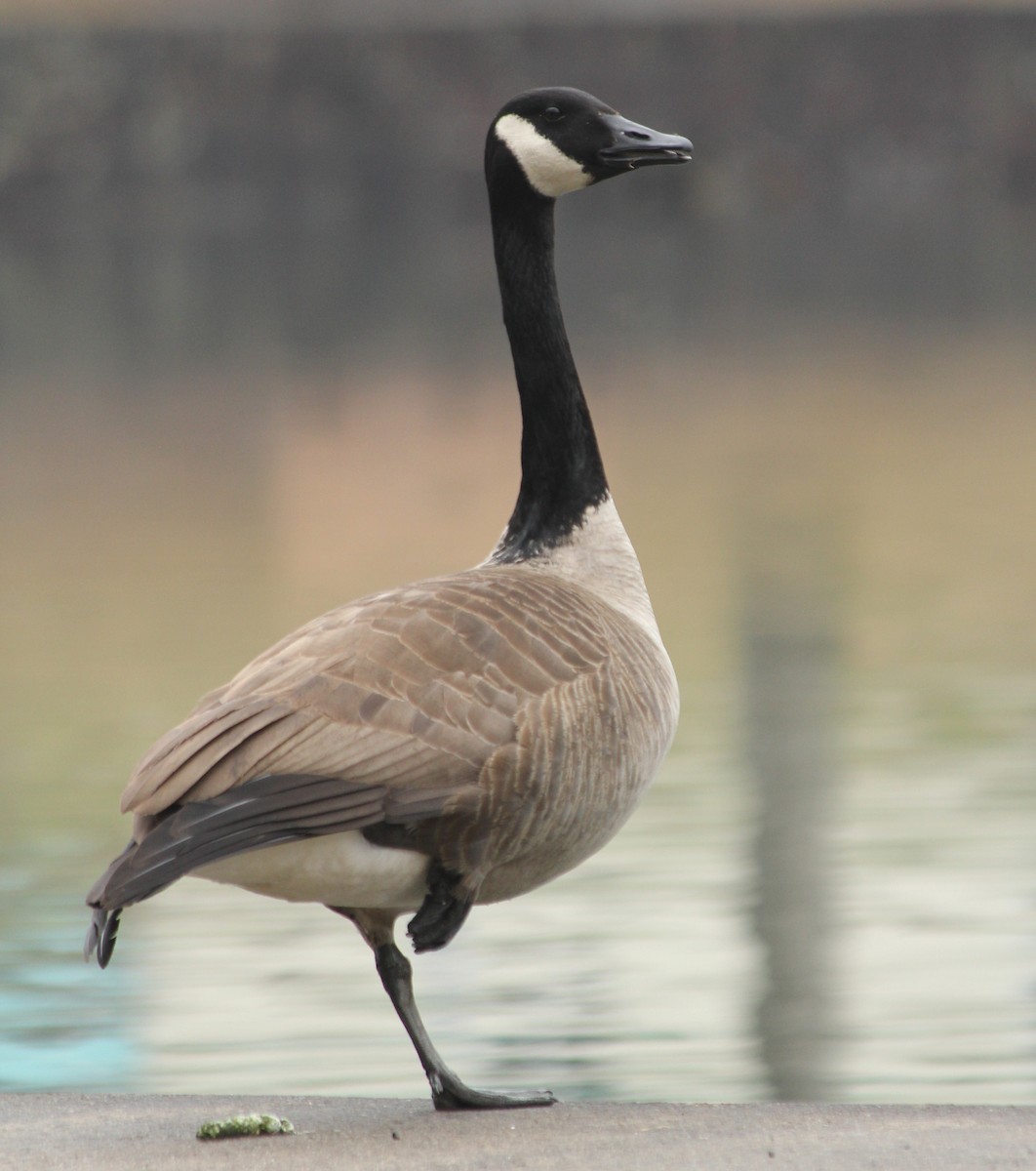 Canada Goose - ML50347811