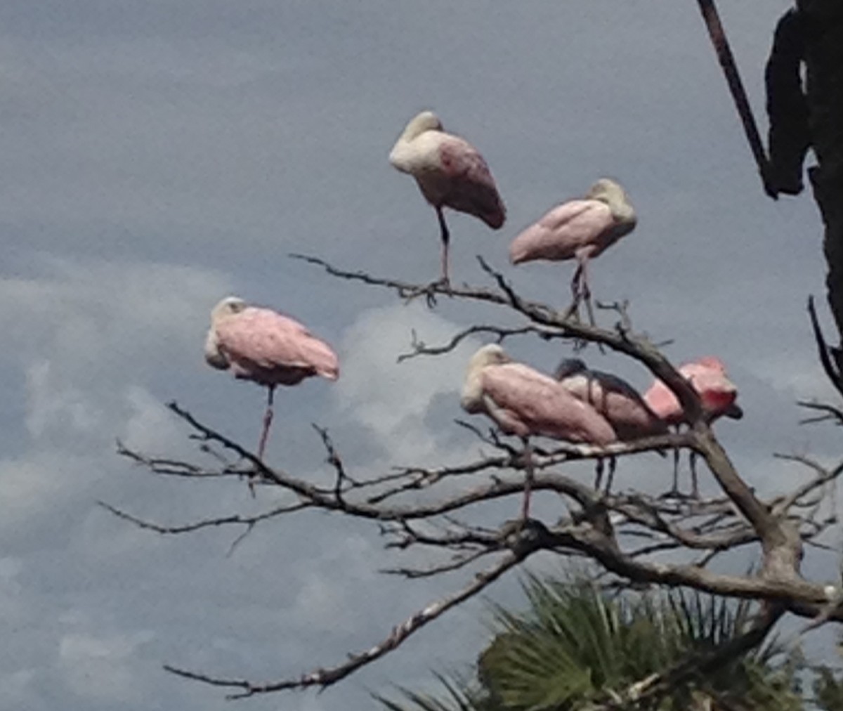 Roseate Spoonbill - Little St. Simons Island Data