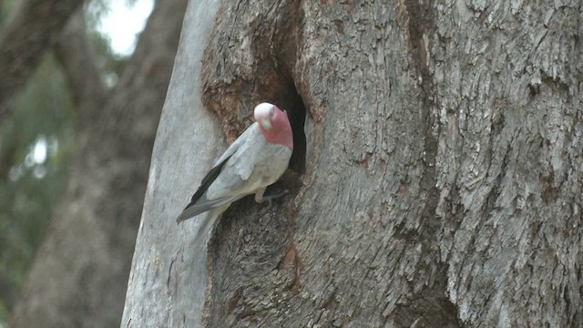 Cacatúa Galah - ML503479551