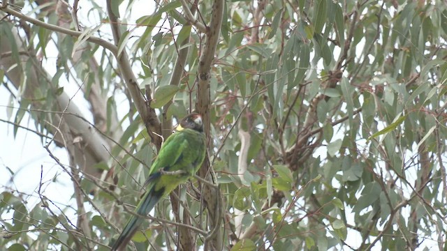 Воротничковый попугай (semitorquatus) - ML503482661