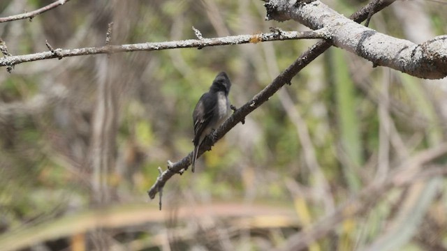 Tumbes Pewee - ML503483361