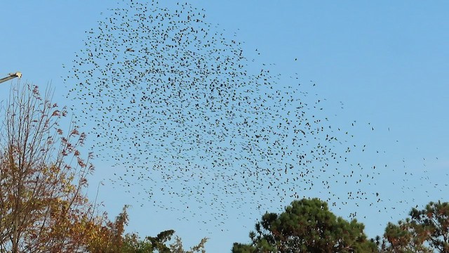 Brown-headed Cowbird - ML503483601