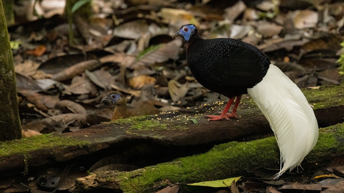 Bulwer's Pheasant - ML503485341