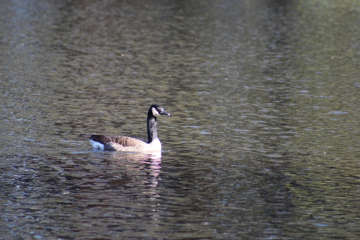 Canada Goose - ML503485781