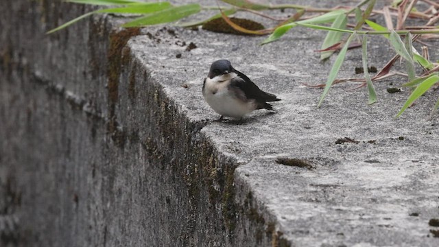 Golondrina Barranquera - ML503486411