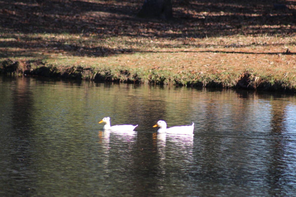 Mallard (Domestic type) - ML503486461