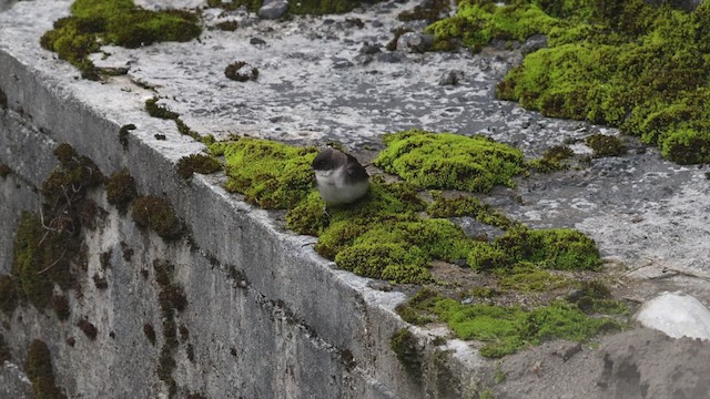 Golondrina Barranquera - ML503487481