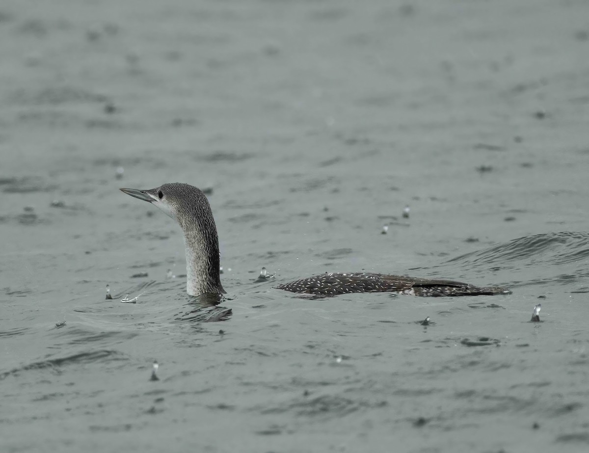 Red-throated Loon - ML503487701