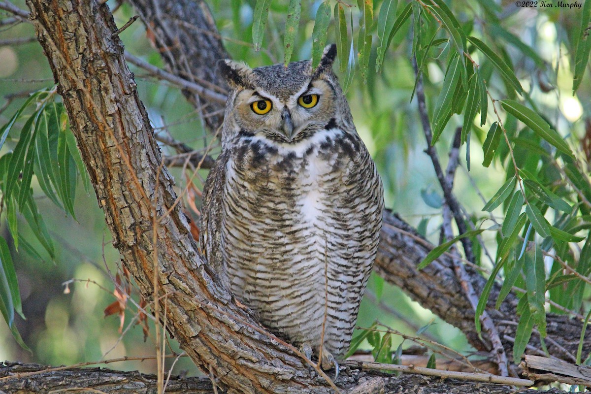 Great Horned Owl - Ken Murphy