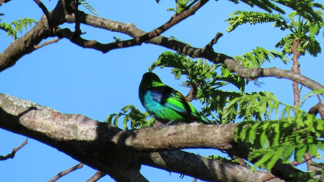 Tangara Arcoiris - ML503487801