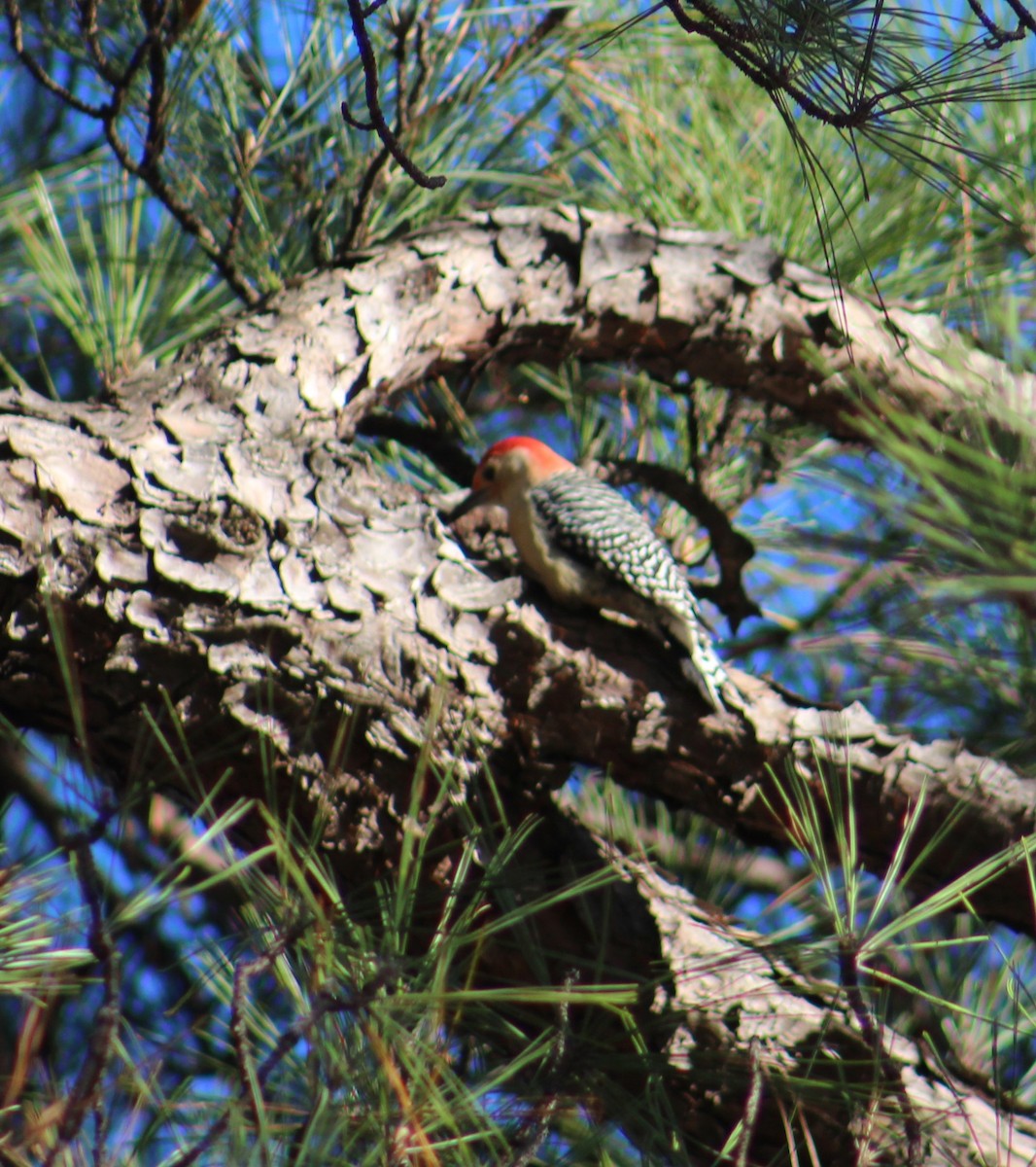Red-bellied Woodpecker - ML503487981