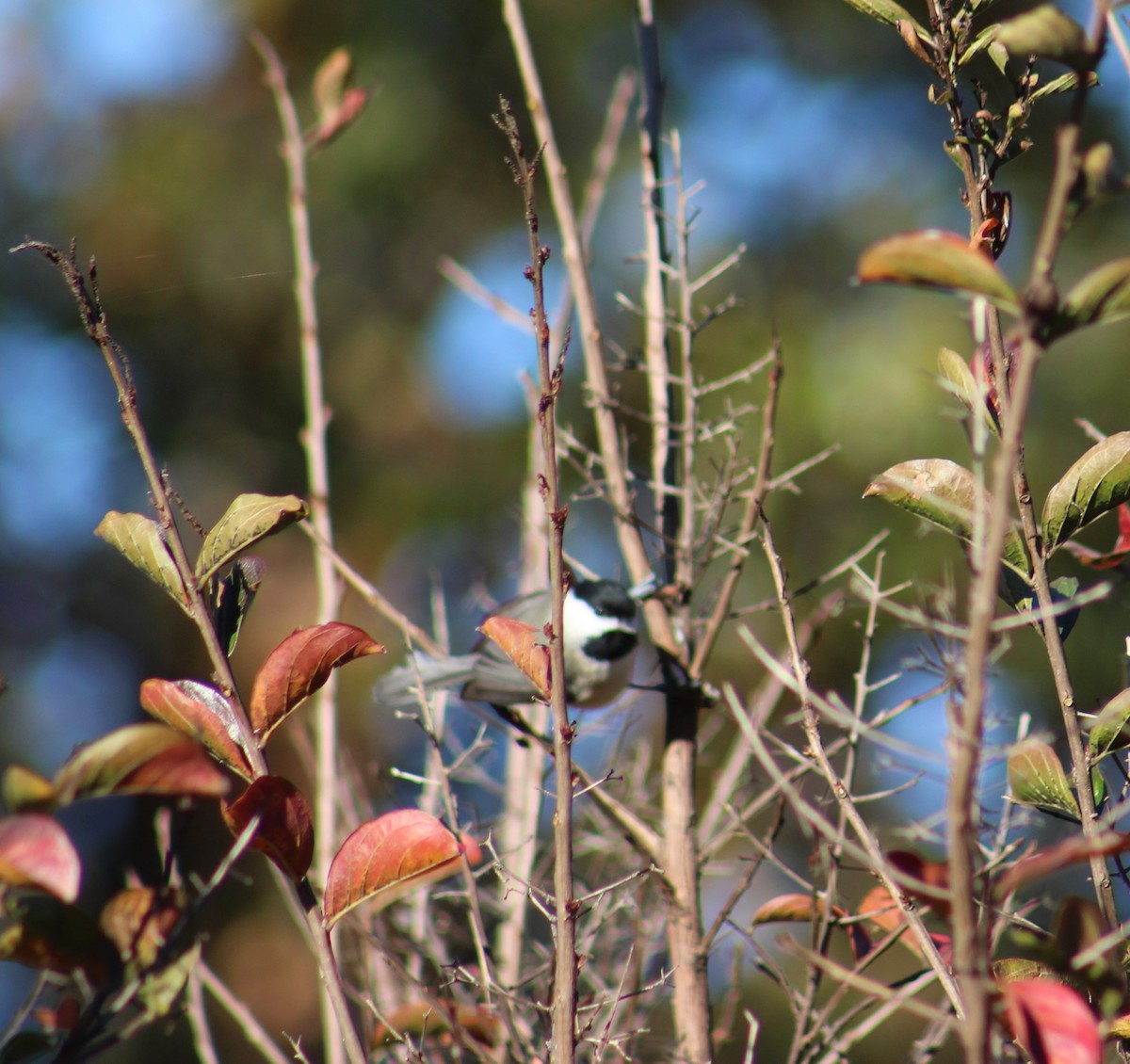 Carolina Chickadee - ML503488511