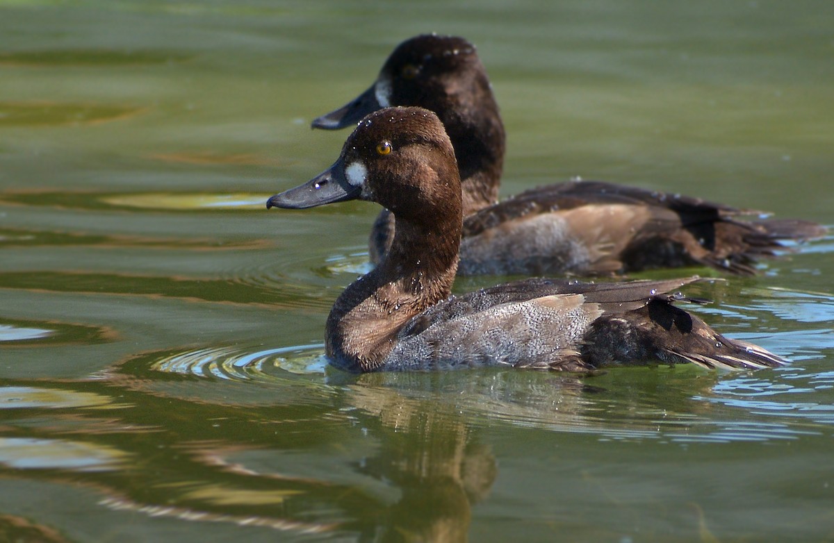 Lesser Scaup - Jorge Dangel