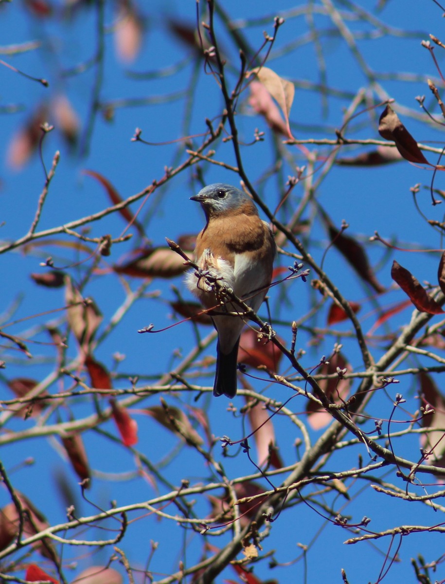 Eastern Bluebird - ML503489451