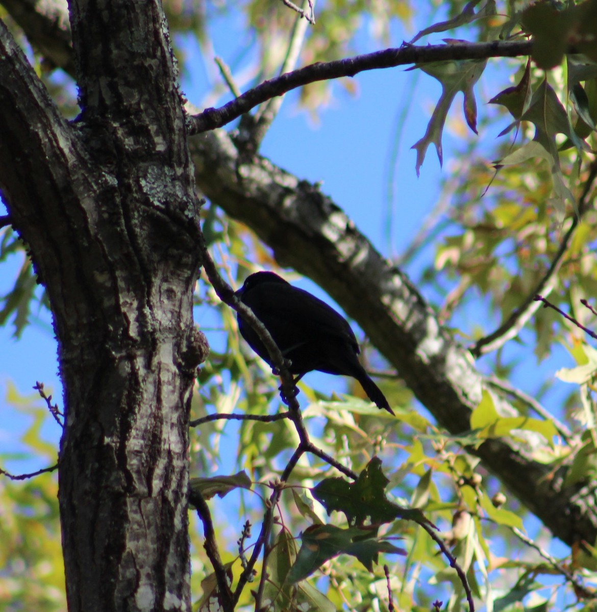 Common Grackle - ML503489951