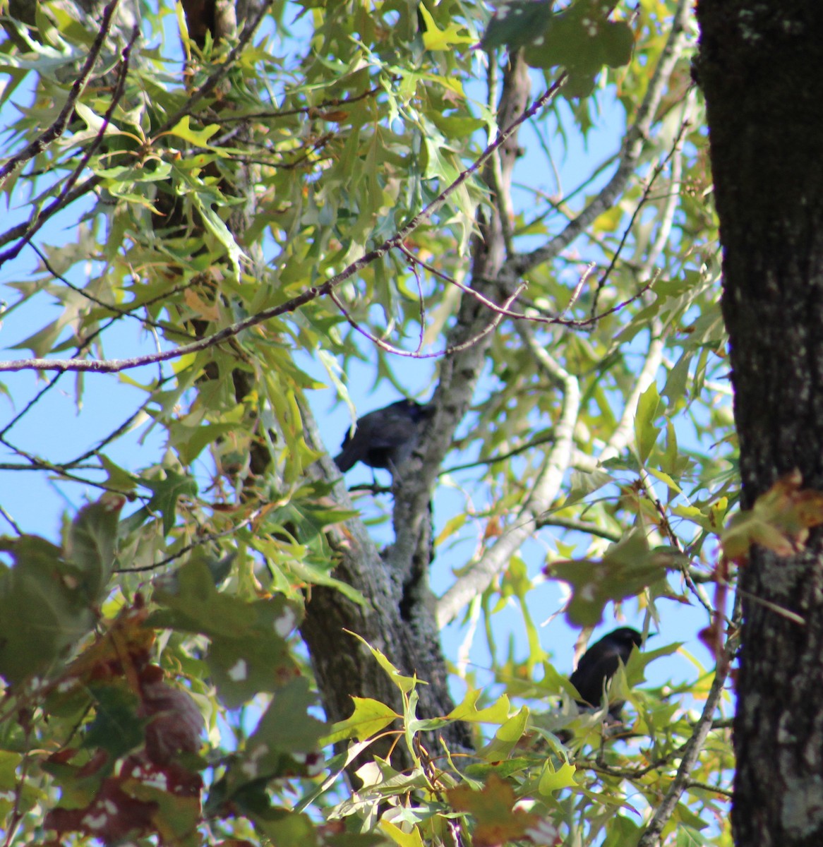 Common Grackle - ML503489961