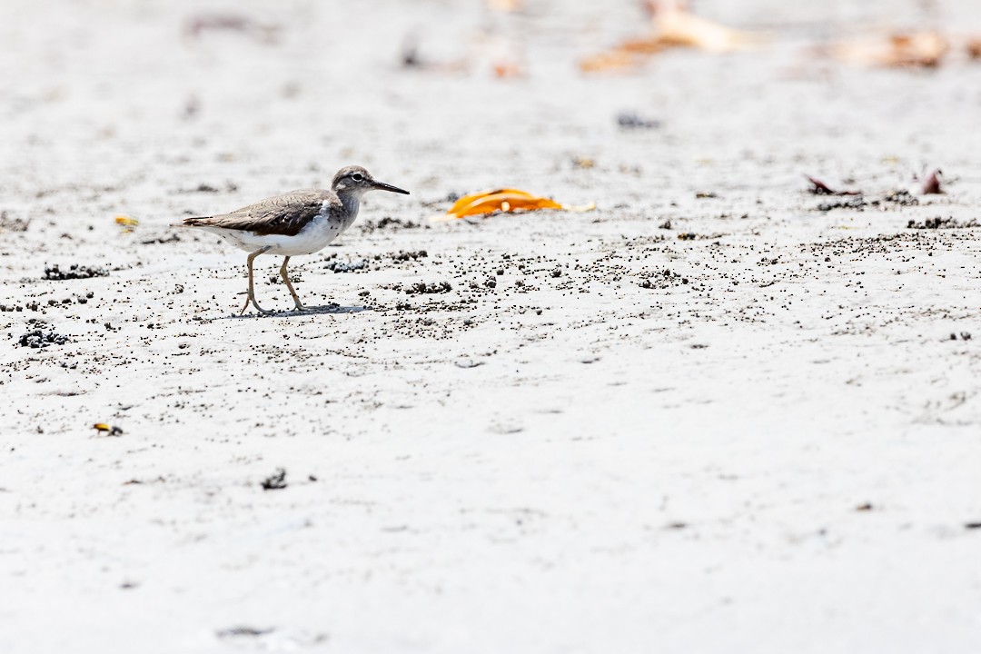 Spotted Sandpiper - Patricia Mancilla Iglesias