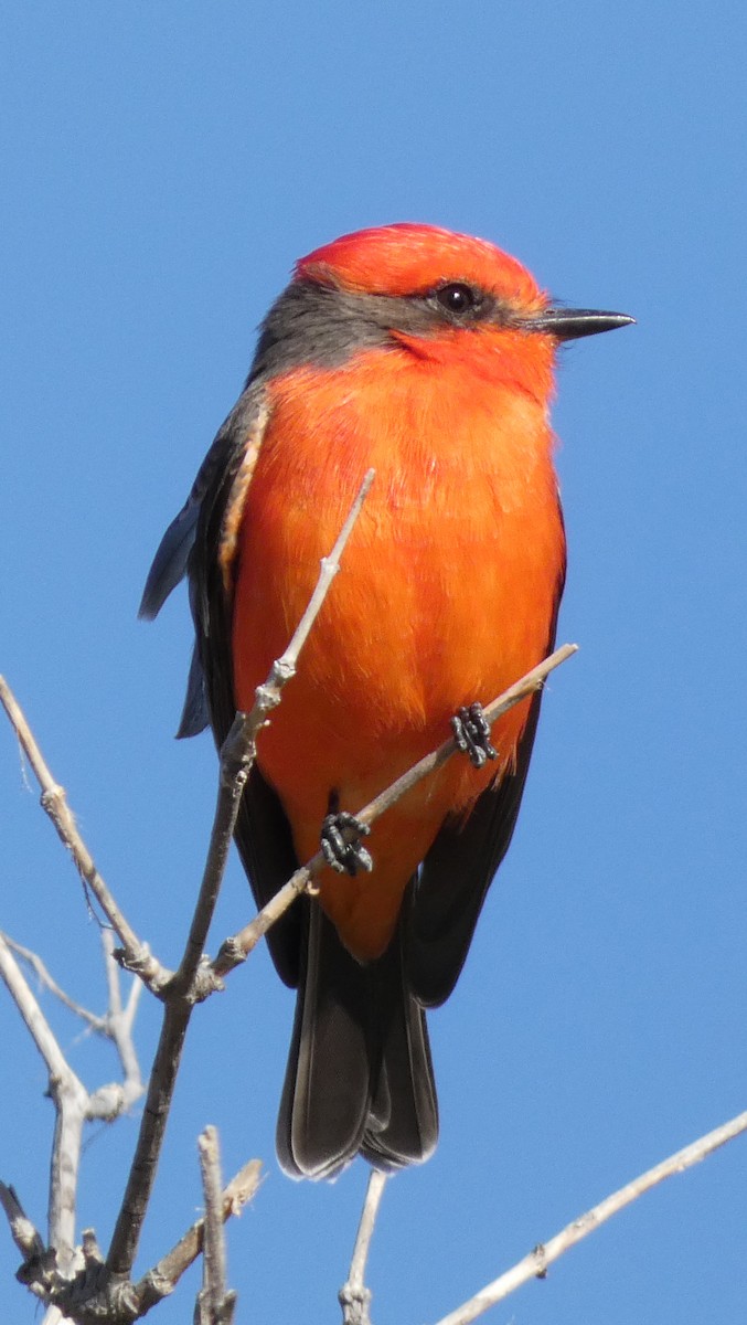 Vermilion Flycatcher - ML503490291