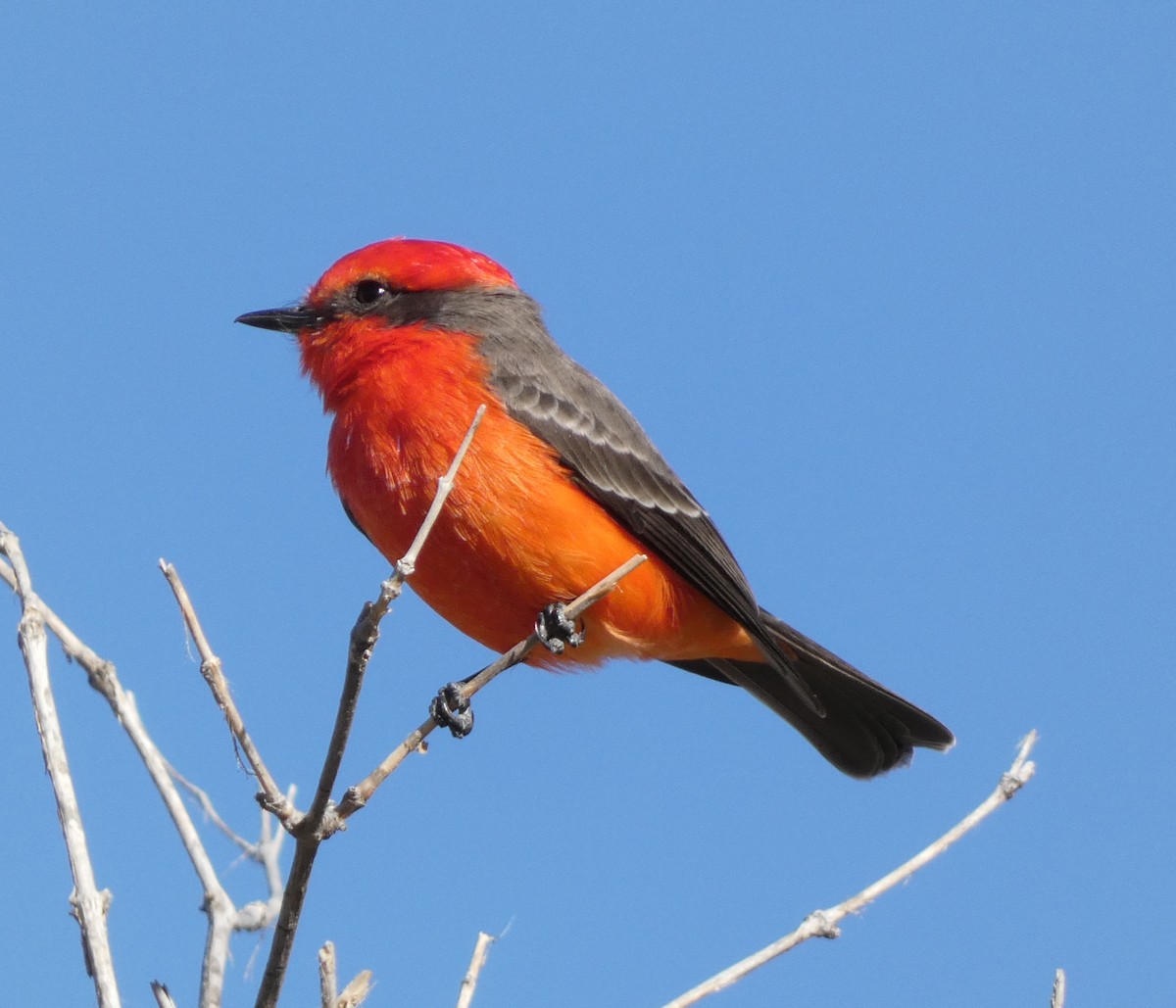 Vermilion Flycatcher - ML503490301